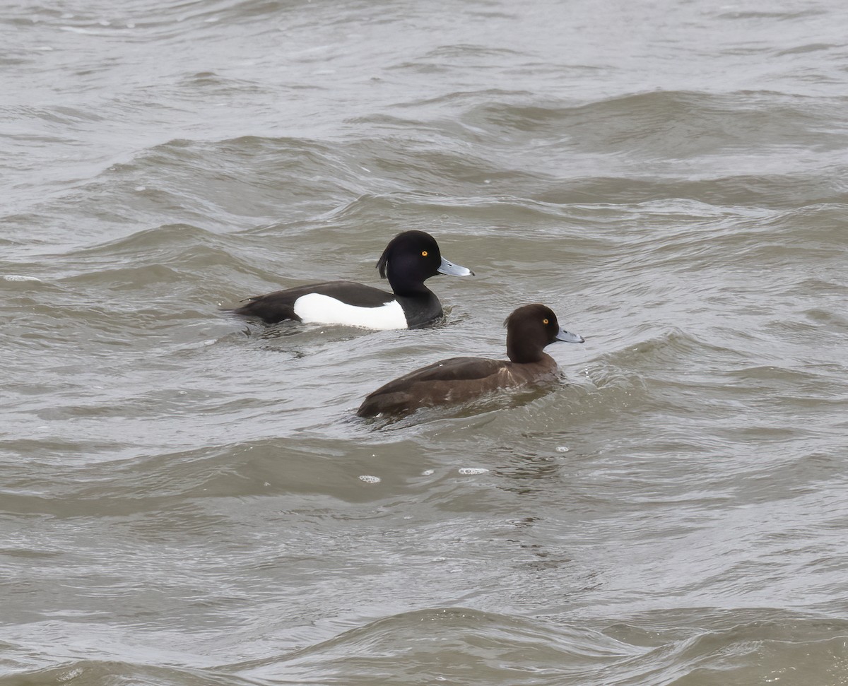 Tufted Duck - ML618791070