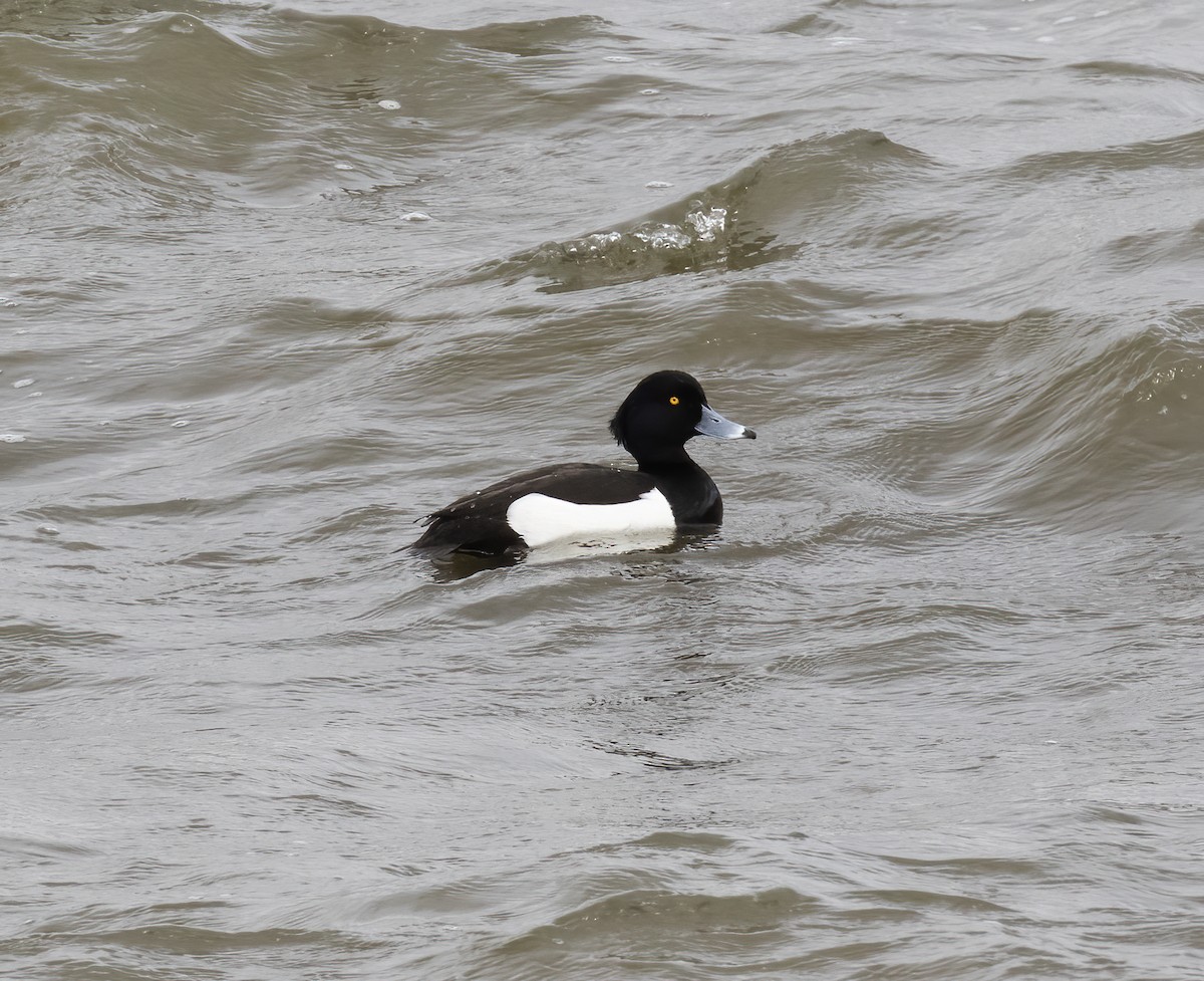 Tufted Duck - ML618791071