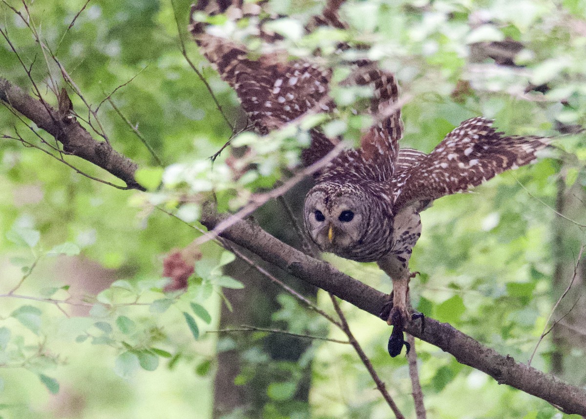 Barred Owl - Kanayo Rolle