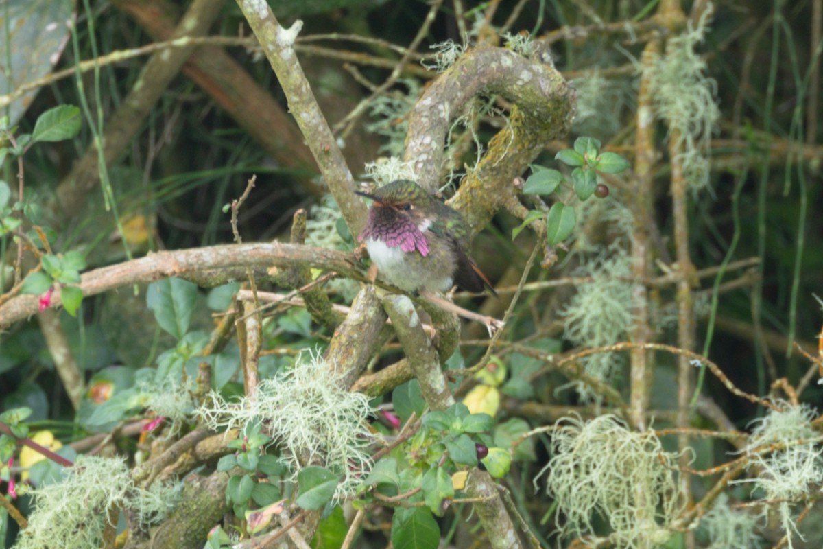 Volcano Hummingbird - Peter Kwiatek
