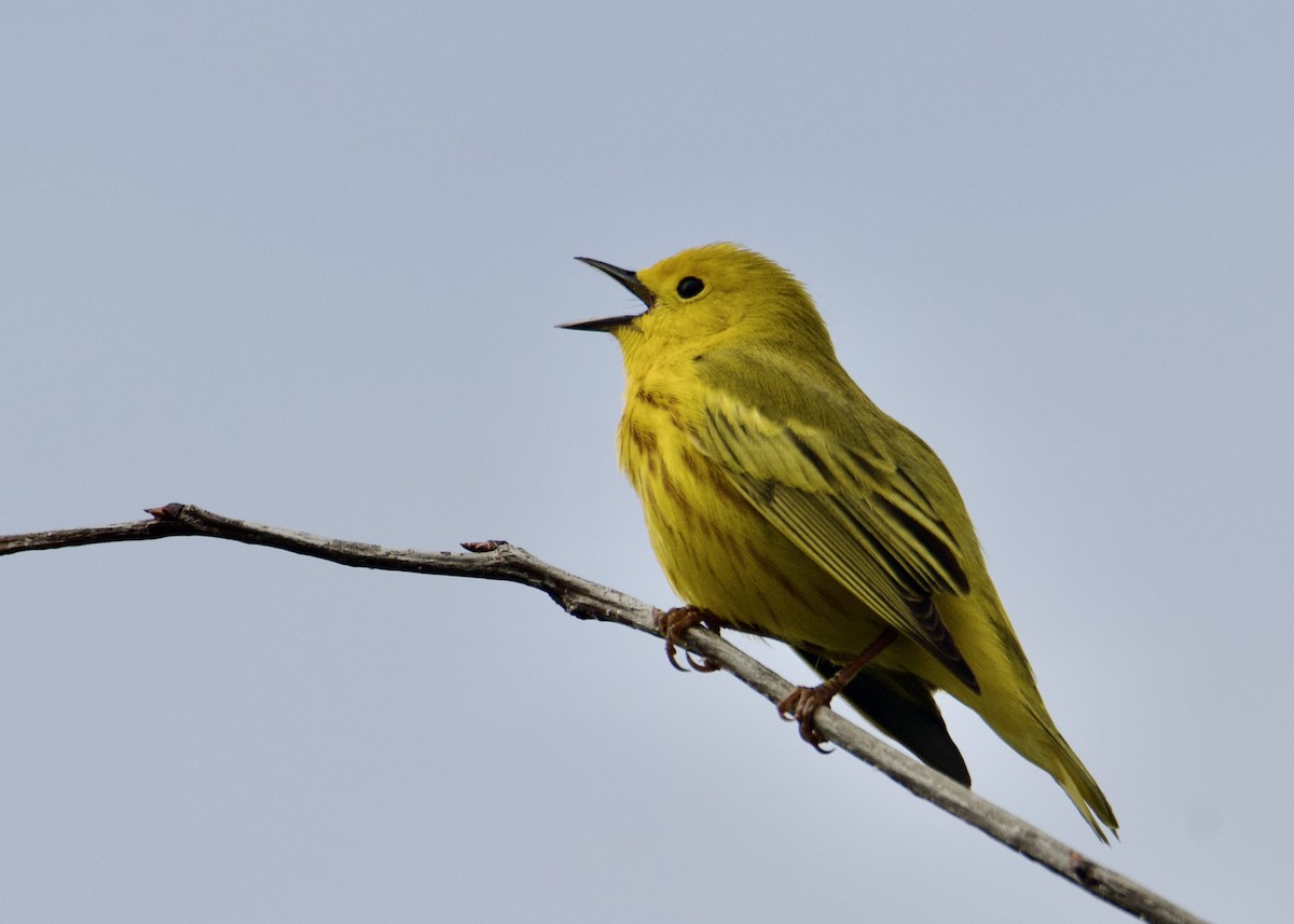 Yellow Warbler - Kanayo Rolle
