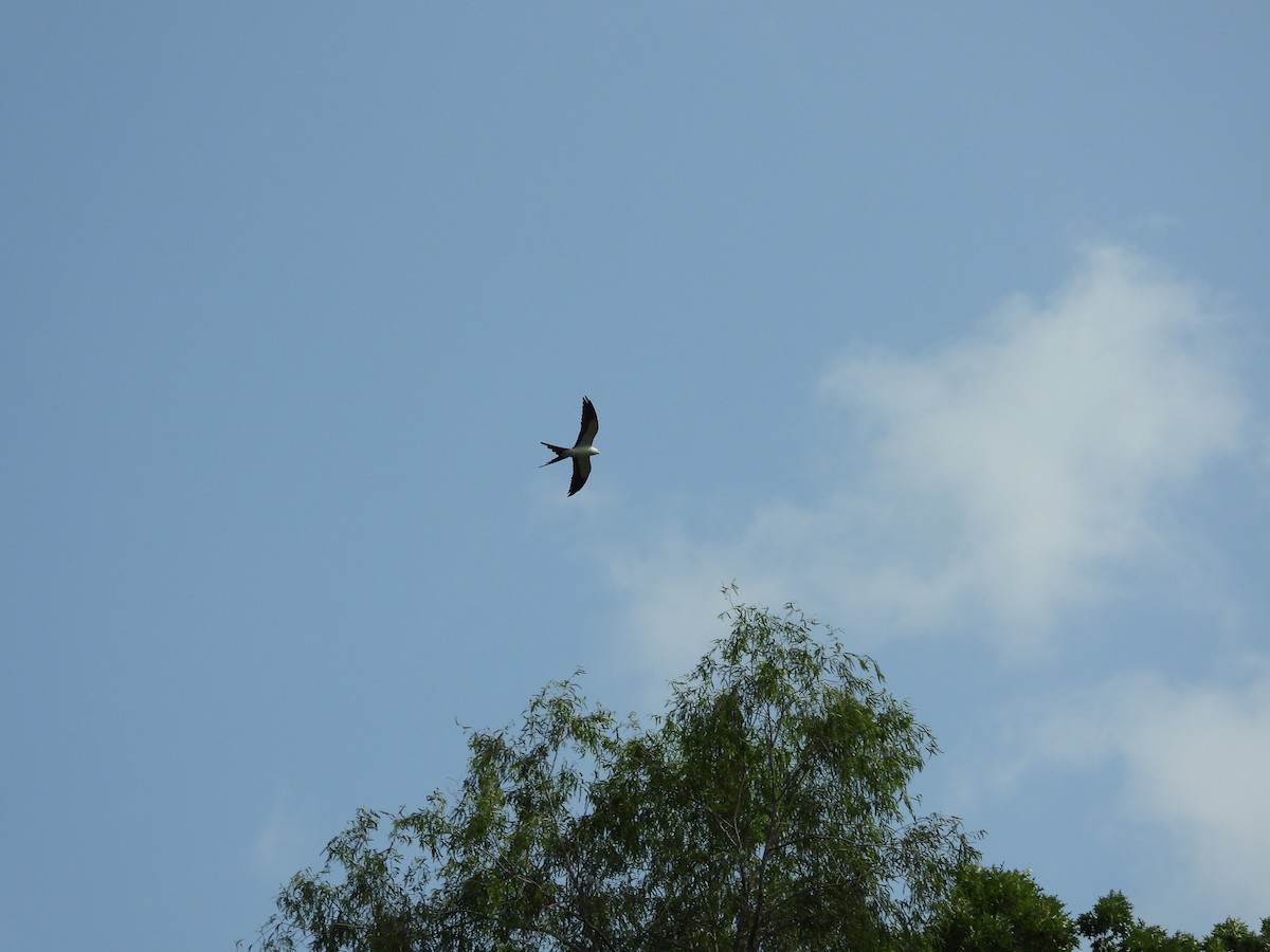 Swallow-tailed Kite - ML618791191