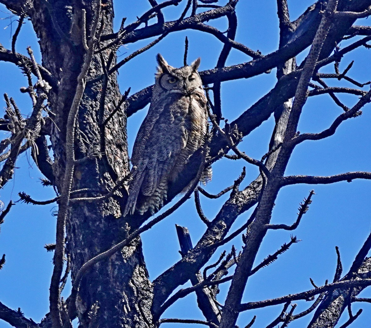 Great Horned Owl - ML618791200
