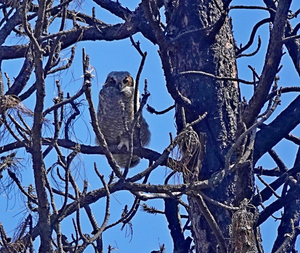 Great Horned Owl - ML618791201