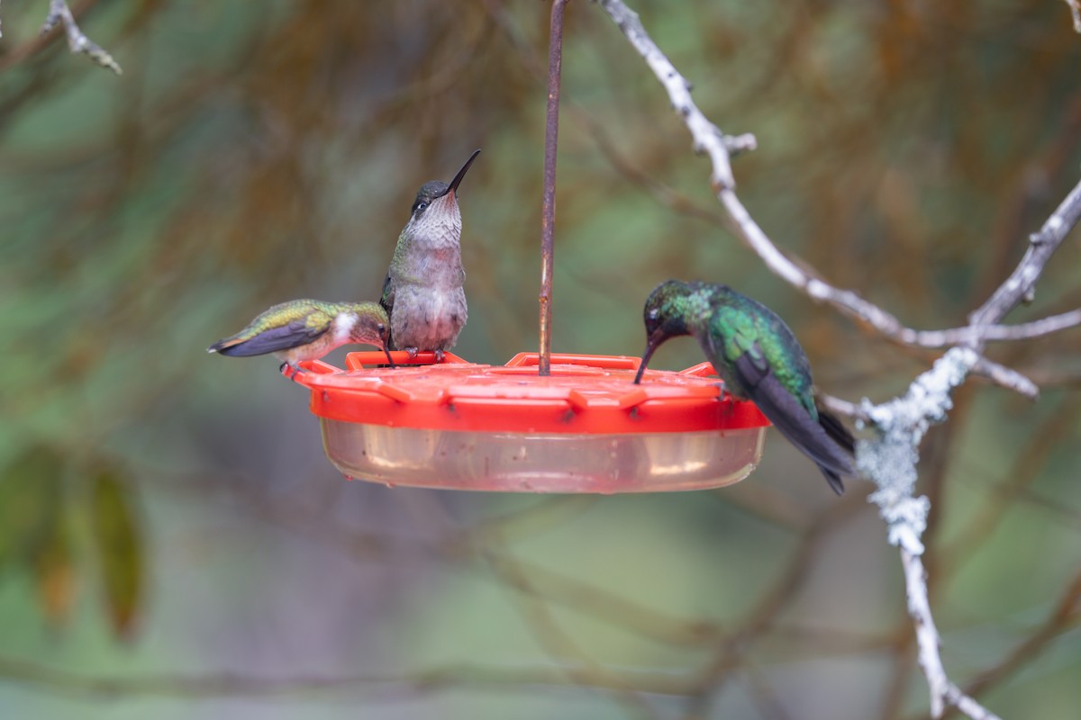 Talamanca Hummingbird - Peter Kwiatek