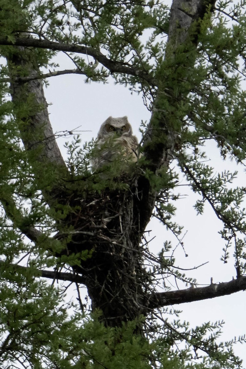 Great Horned Owl - ML618791216