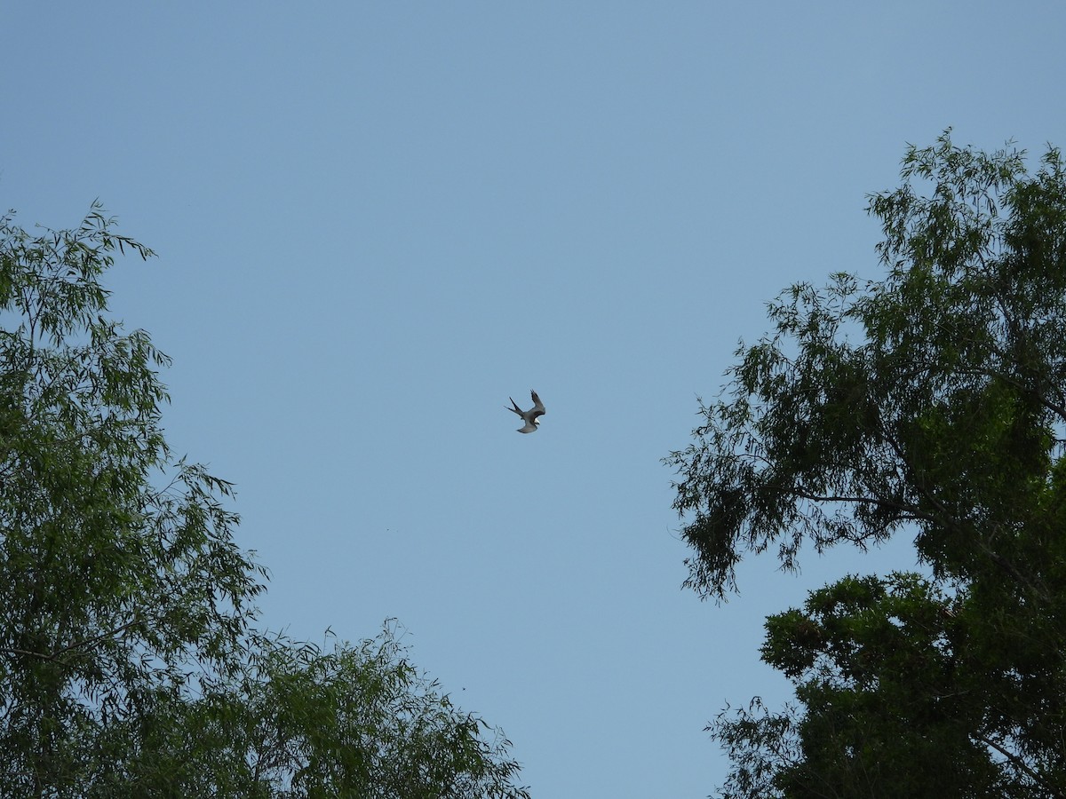 Swallow-tailed Kite - ML618791228