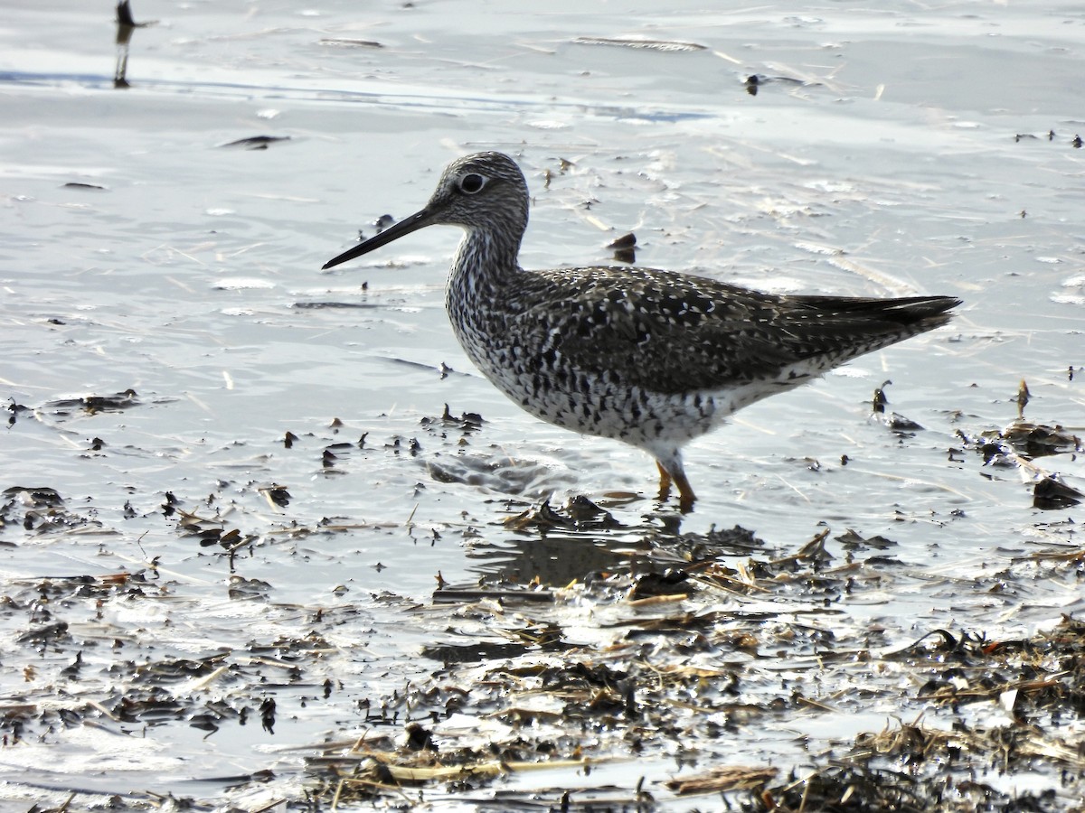 Greater Yellowlegs - Michelle Bélanger
