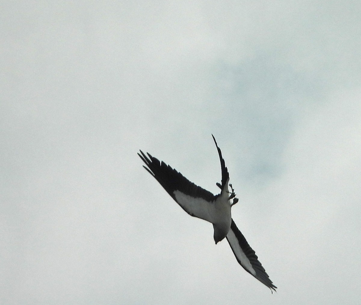 Swallow-tailed Kite - ML618791249