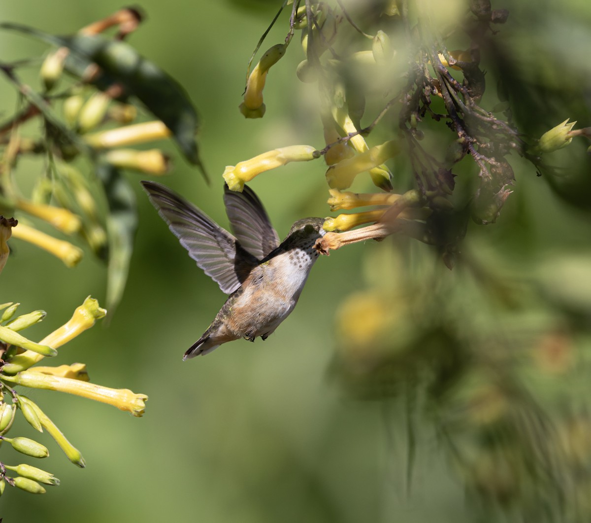 Calliope Hummingbird - ML618791255
