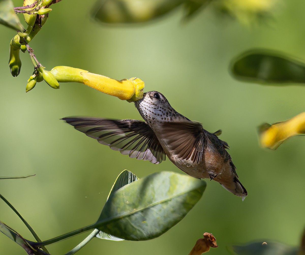 Calliope Hummingbird - ML618791256