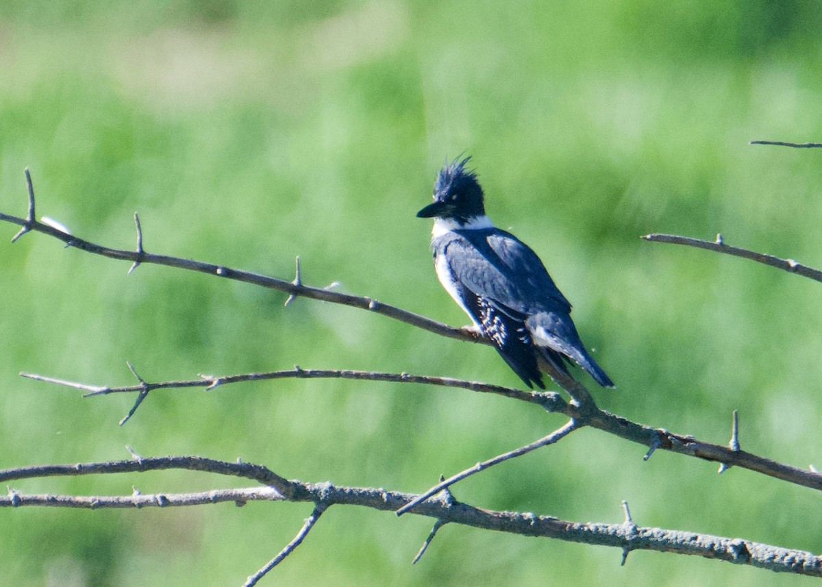 Belted Kingfisher - ML618791260