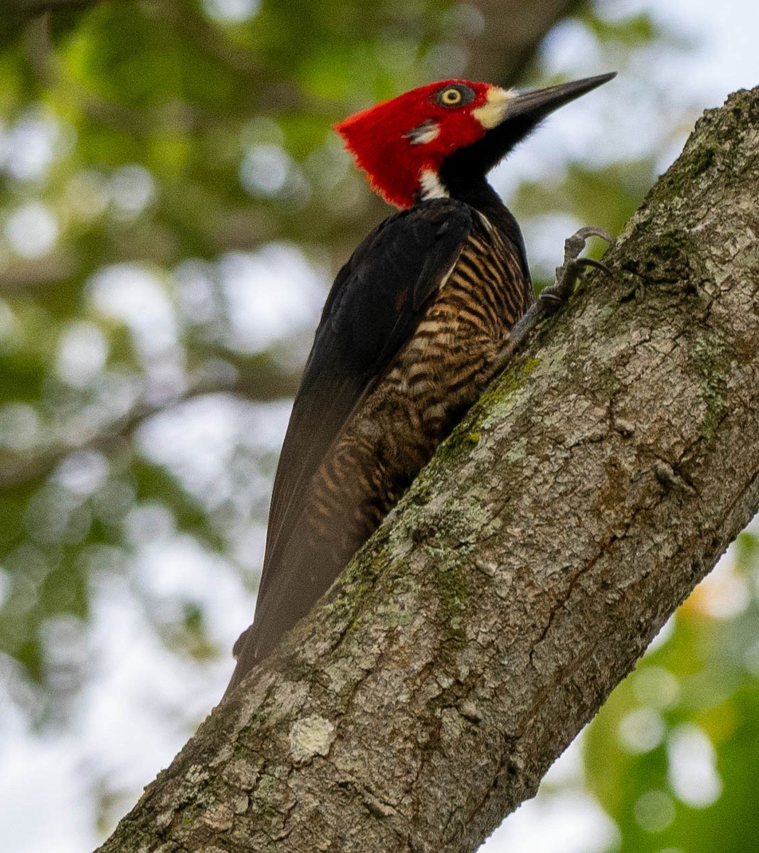 Crimson-crested Woodpecker - Richard Thunen