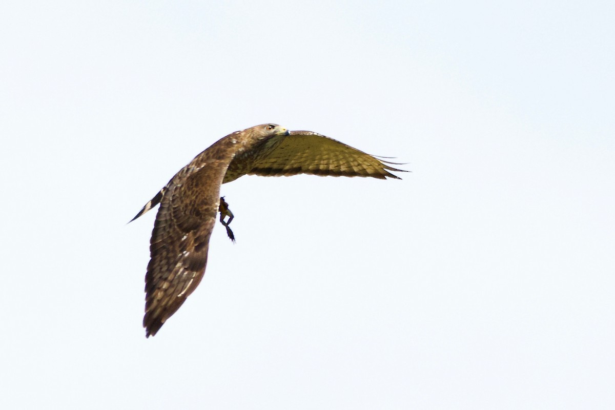 Broad-winged Hawk - ML618791288
