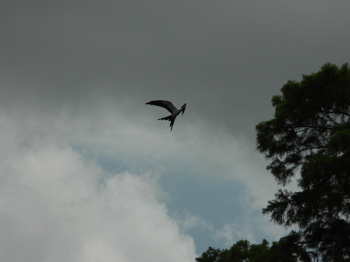 Swallow-tailed Kite - ML618791328