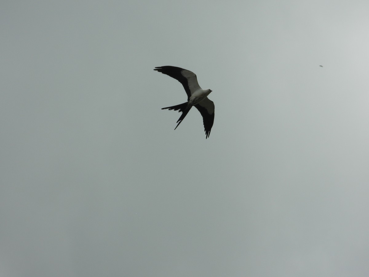 Swallow-tailed Kite - ML618791349