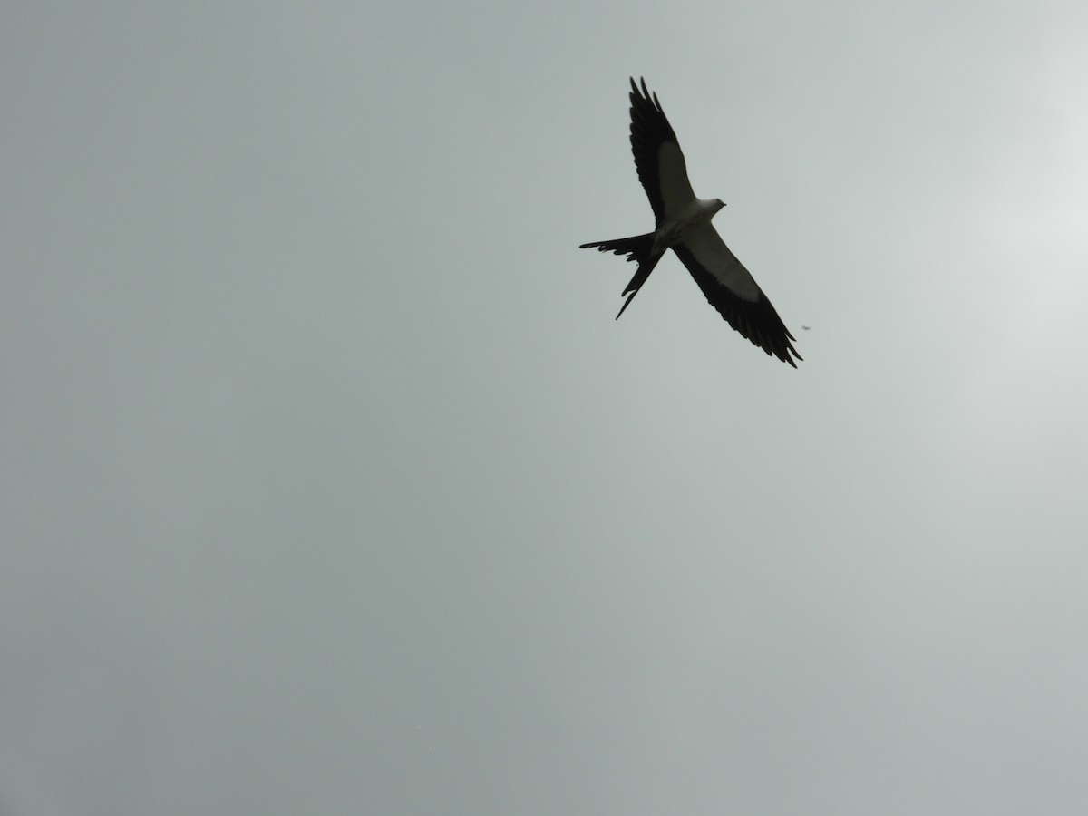 Swallow-tailed Kite - ML618791356