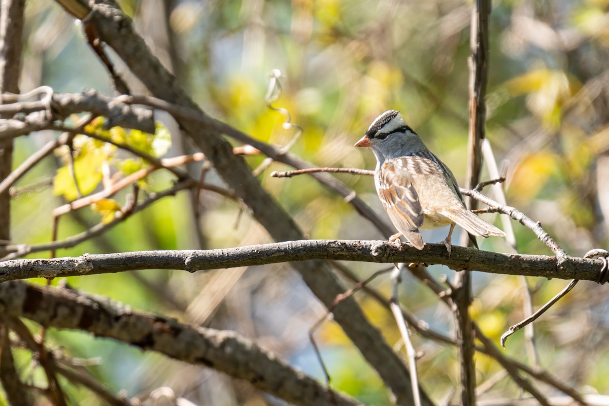 White-crowned Sparrow - ML618791368