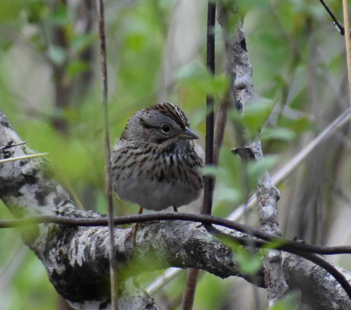 Lincoln's Sparrow - Deb Muzzy
