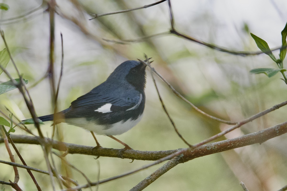 Black-throated Blue Warbler - Kanayo Rolle