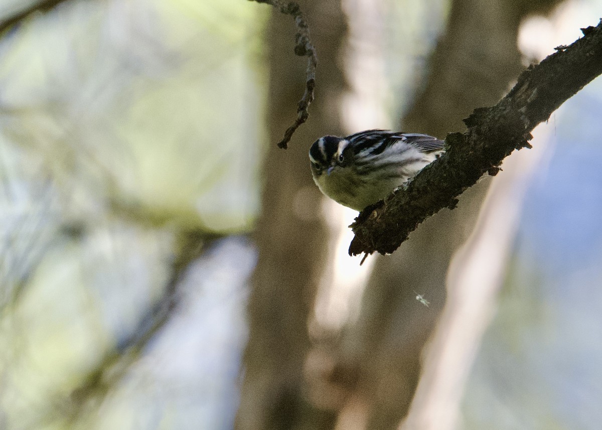 Black-and-white Warbler - ML618791409