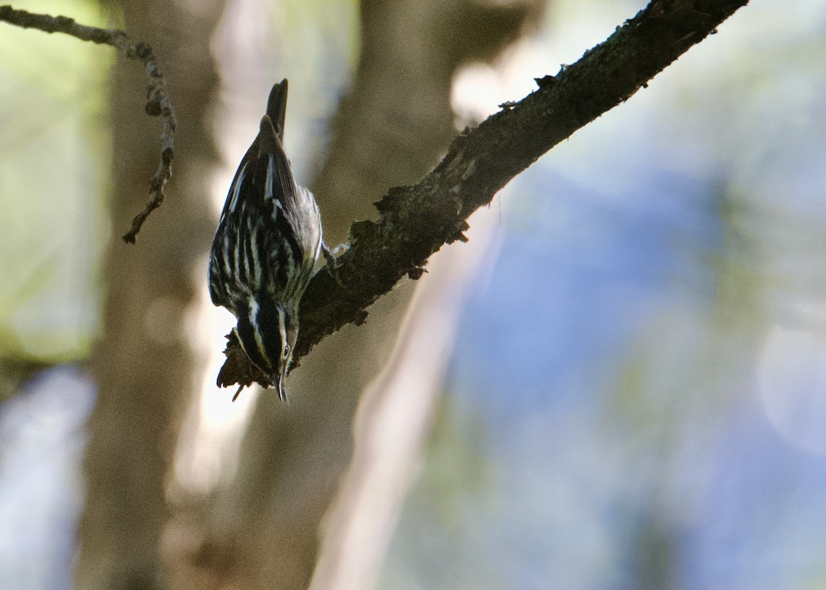 Black-and-white Warbler - Kanayo Rolle
