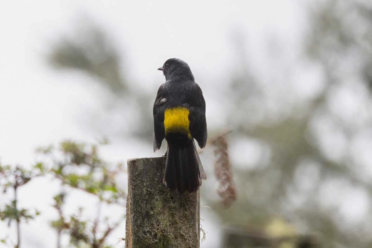 Black-and-yellow Silky-flycatcher - Peter Kwiatek