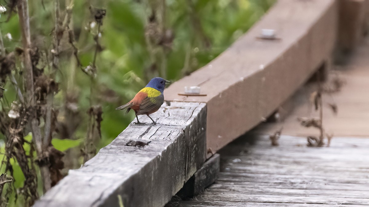 Painted Bunting - ML618791433