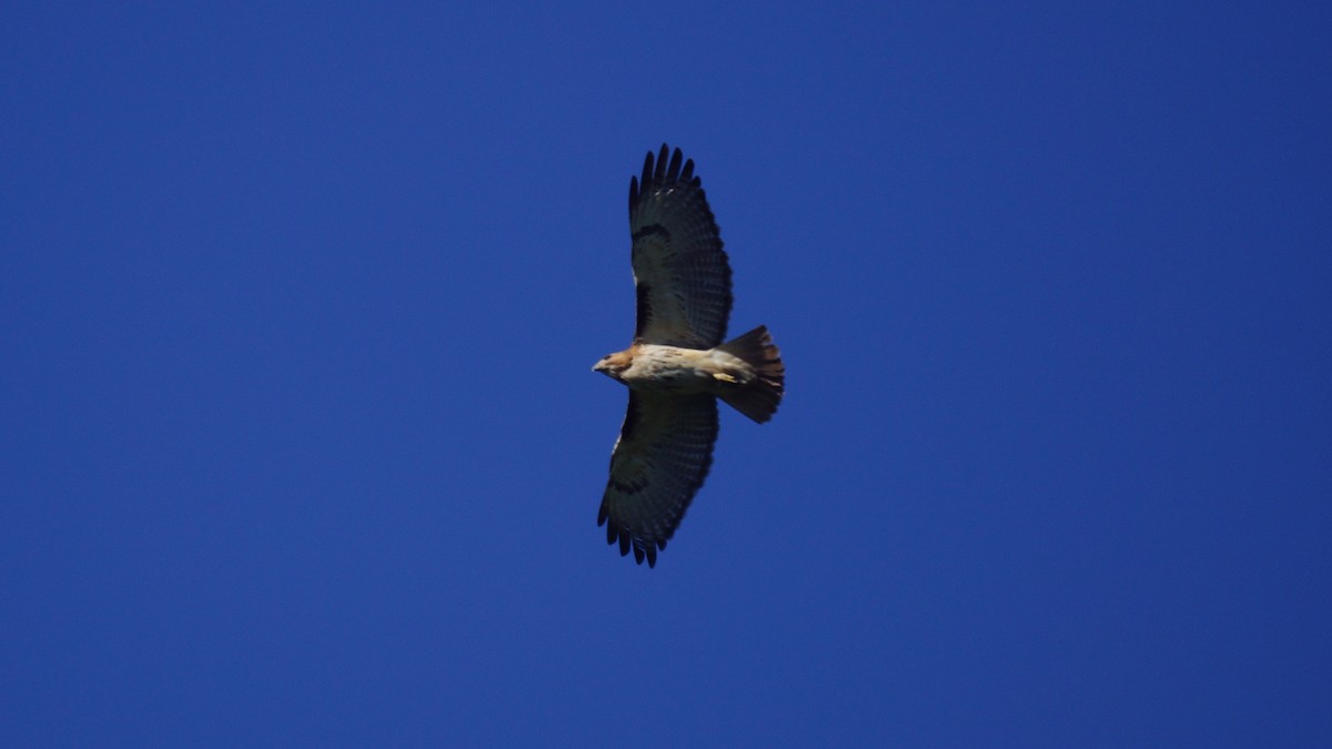 Red-tailed Hawk - ML618791442