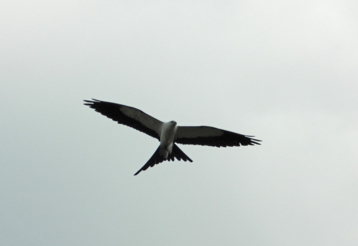 Swallow-tailed Kite - ML618791452