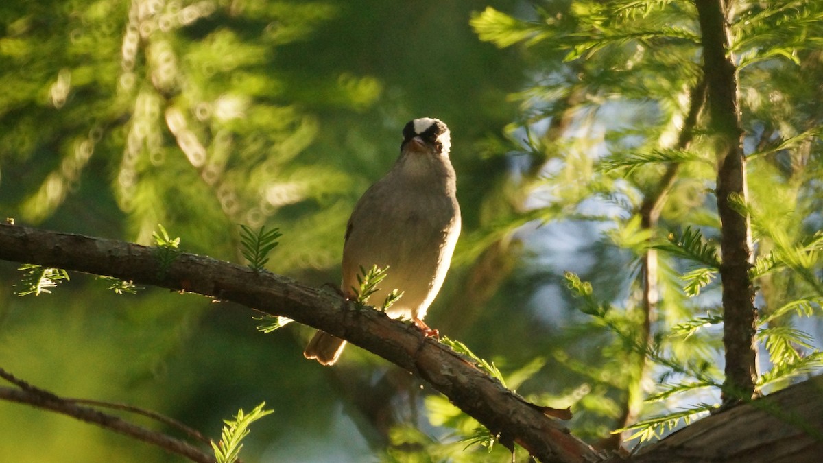 White-crowned Sparrow - ML618791456