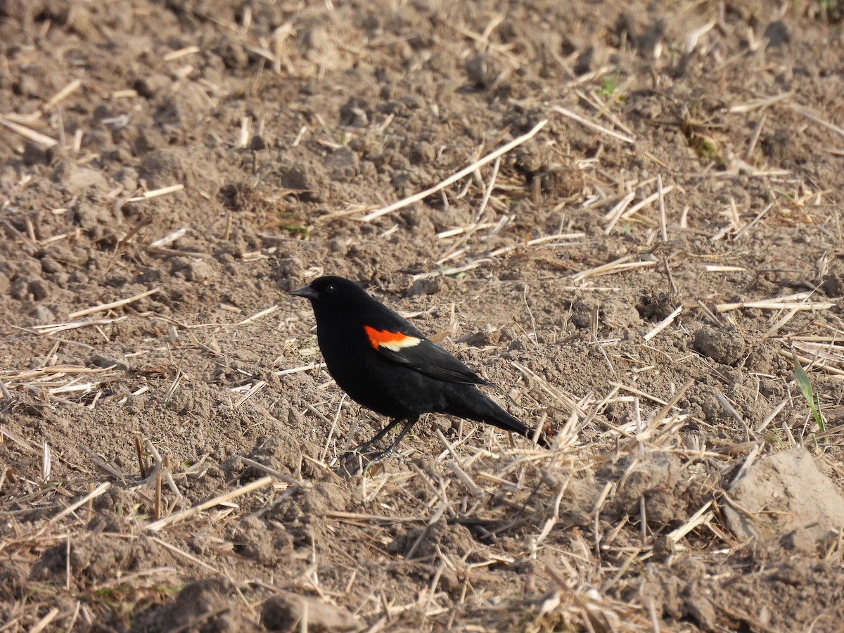 Red-winged Blackbird - ML618791460