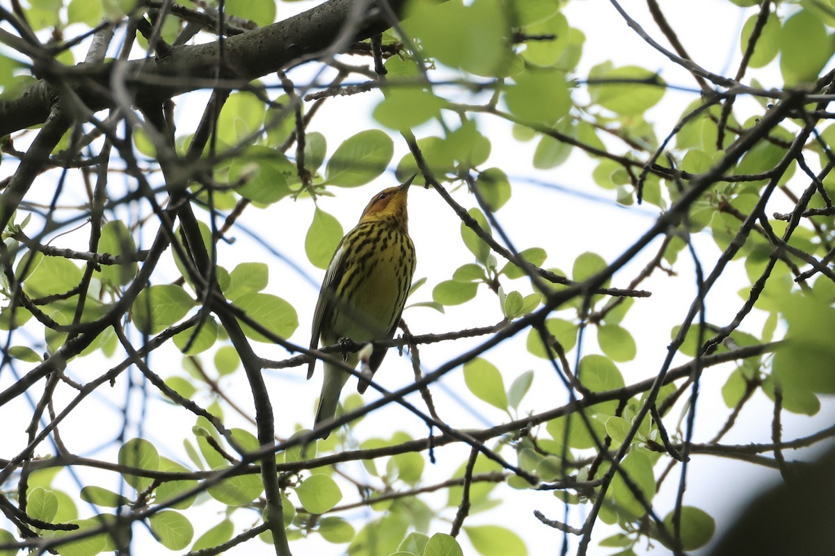 Cape May Warbler - ML618791461