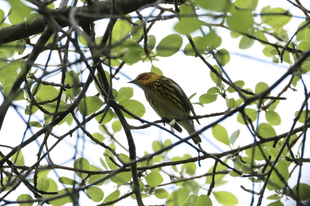 Cape May Warbler - ML618791462
