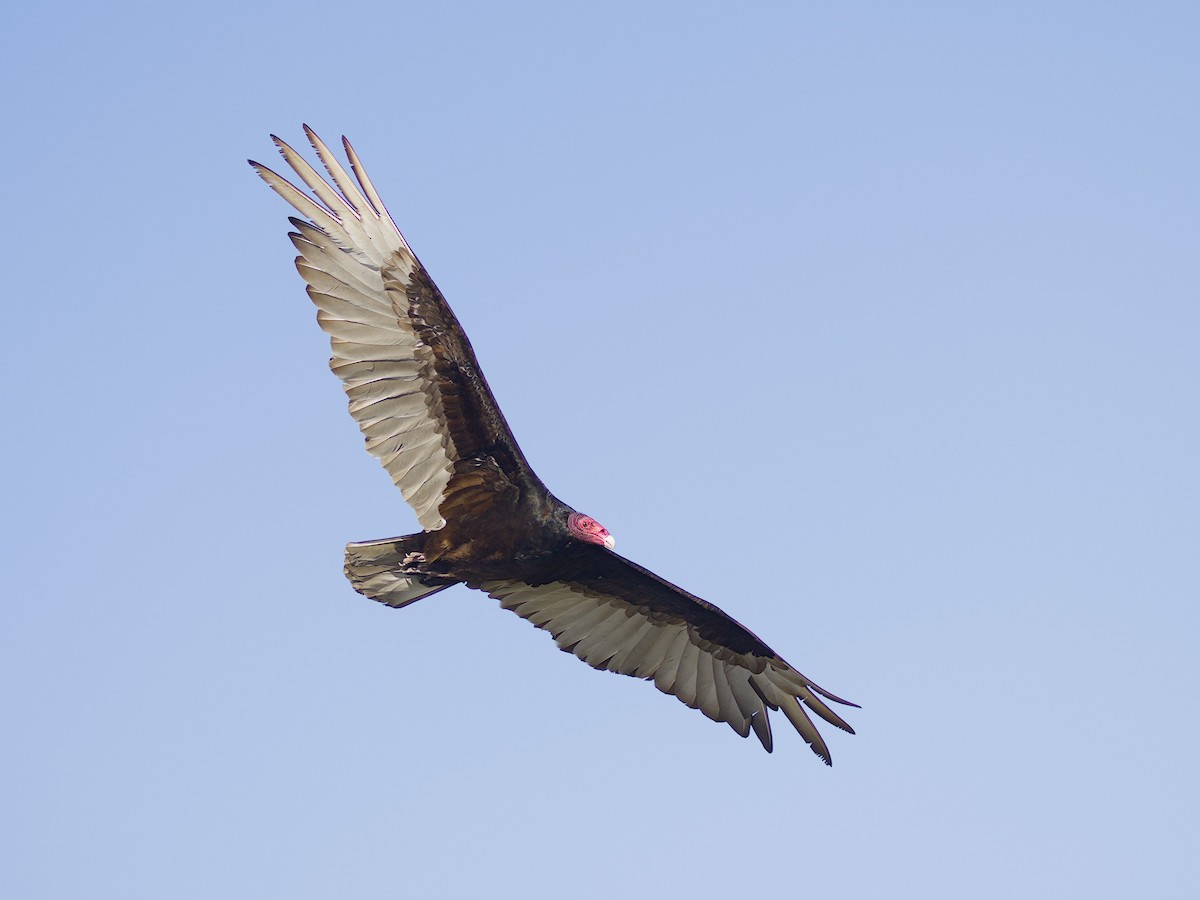 Turkey Vulture - ML618791466