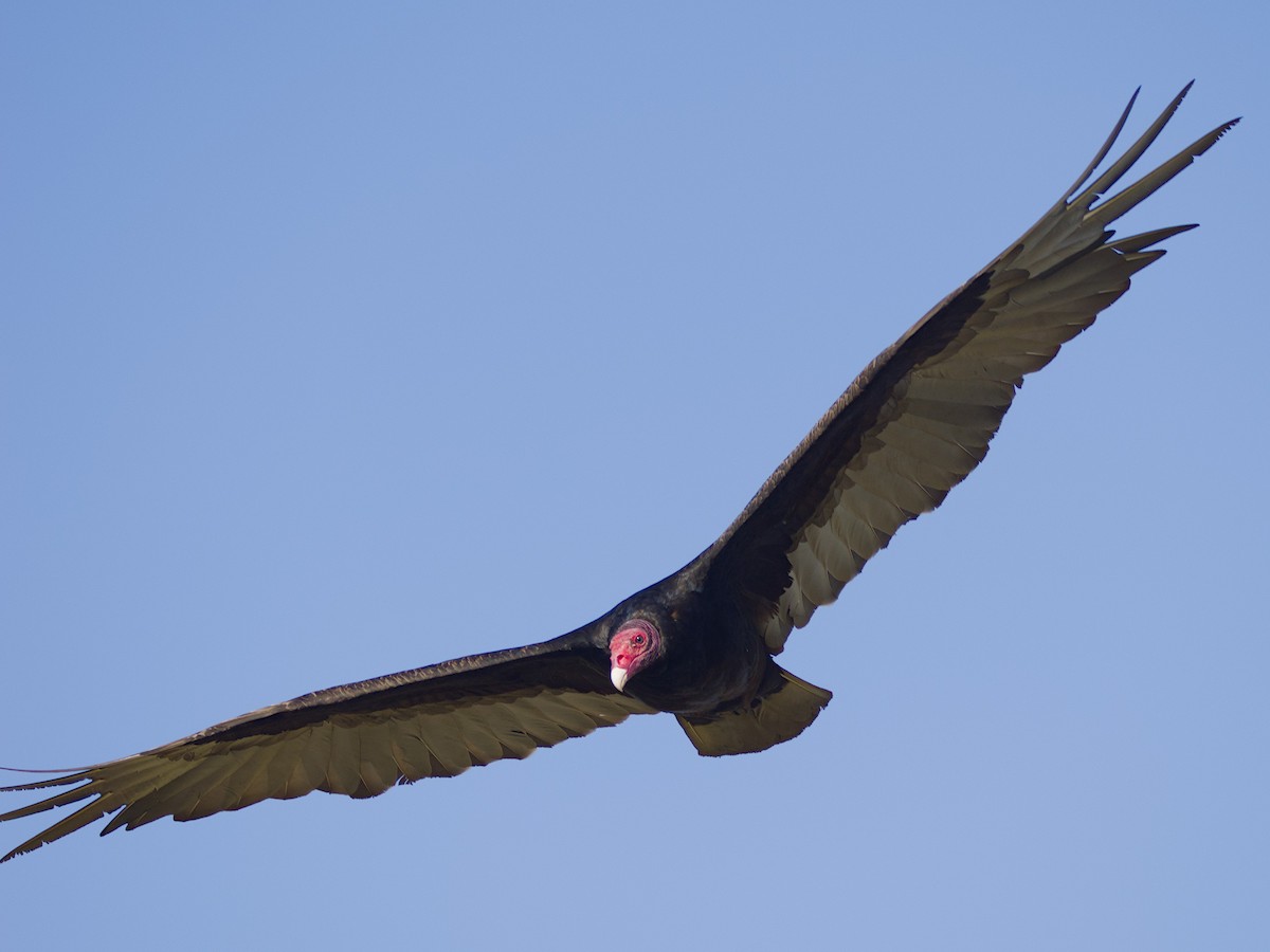 Turkey Vulture - ML618791467
