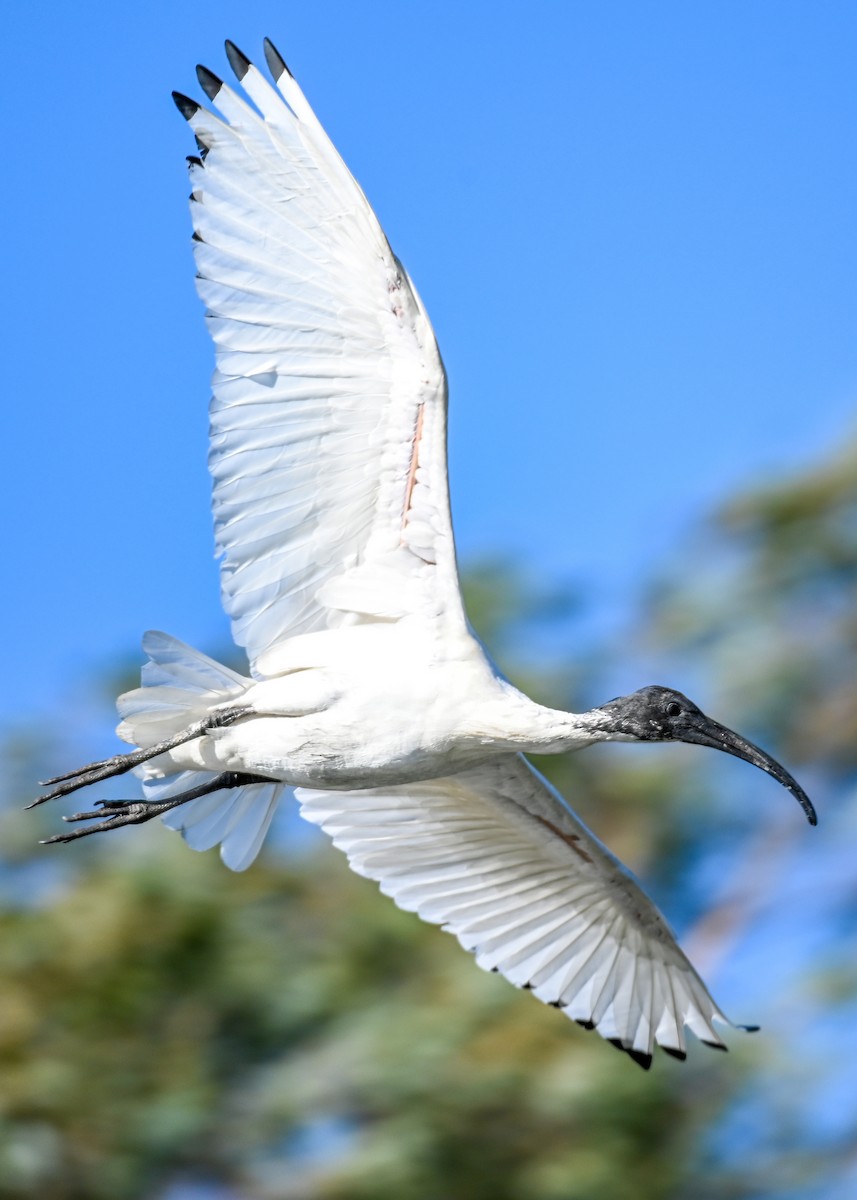 ibis australský - ML618791478