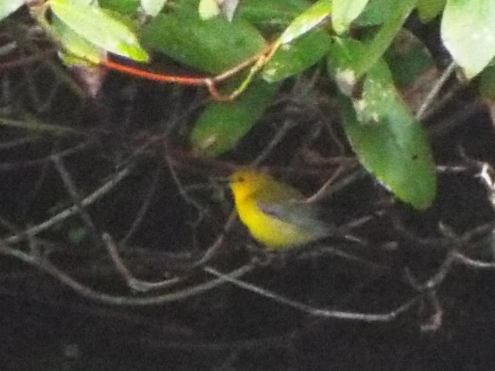 Prothonotary Warbler - ML618791481