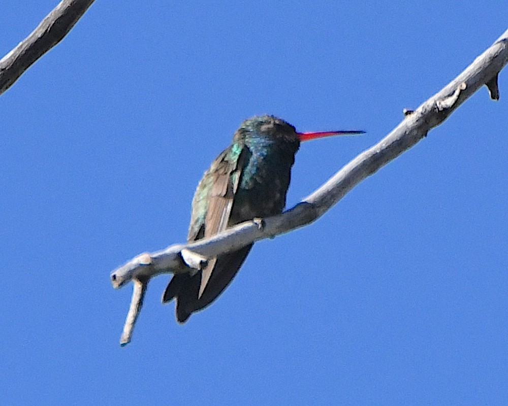 kolibřík širokozobý - ML618791487