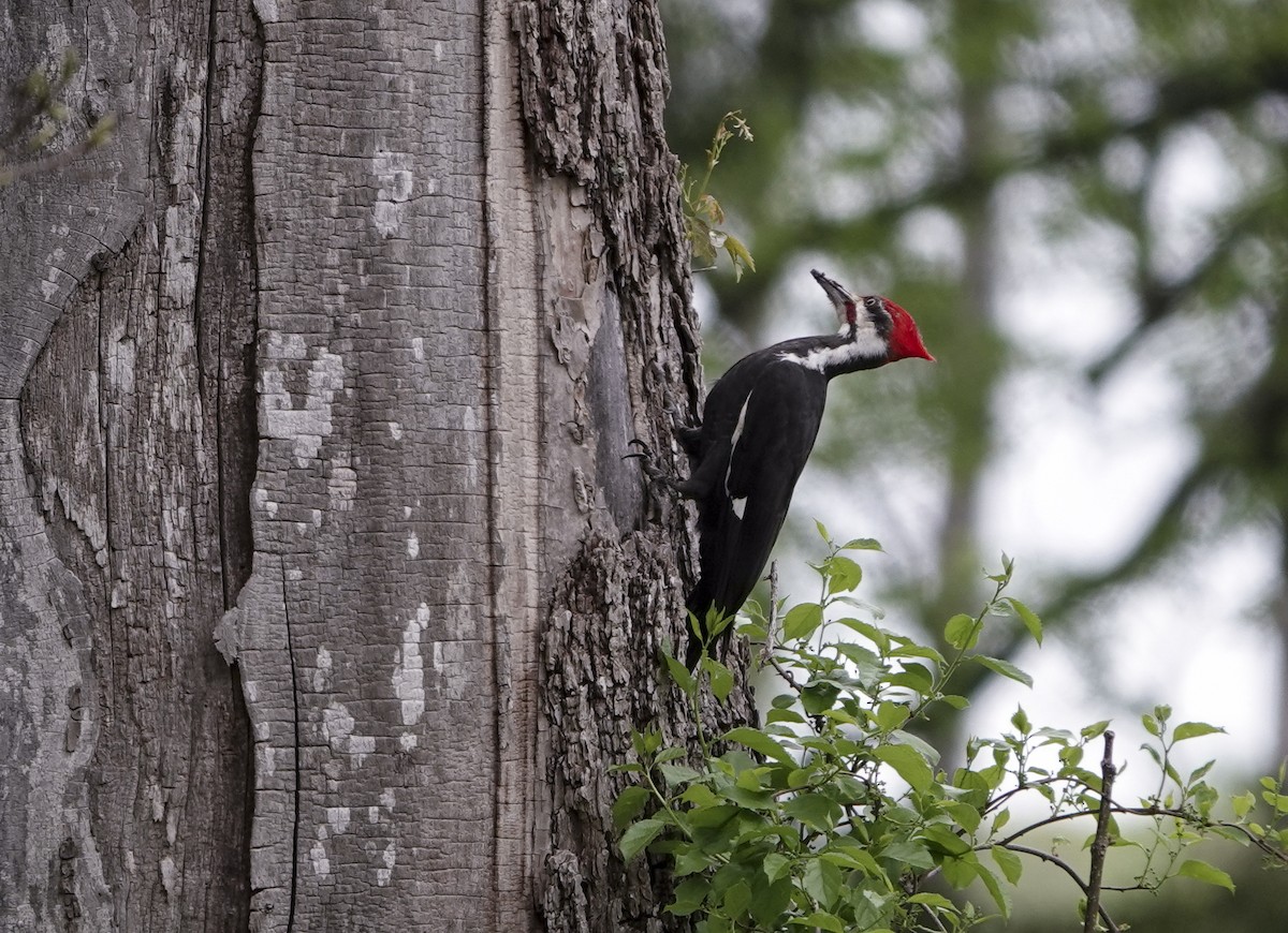 Pileated Woodpecker - ML618791488