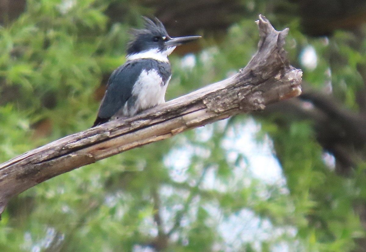 Belted Kingfisher - ML618791489