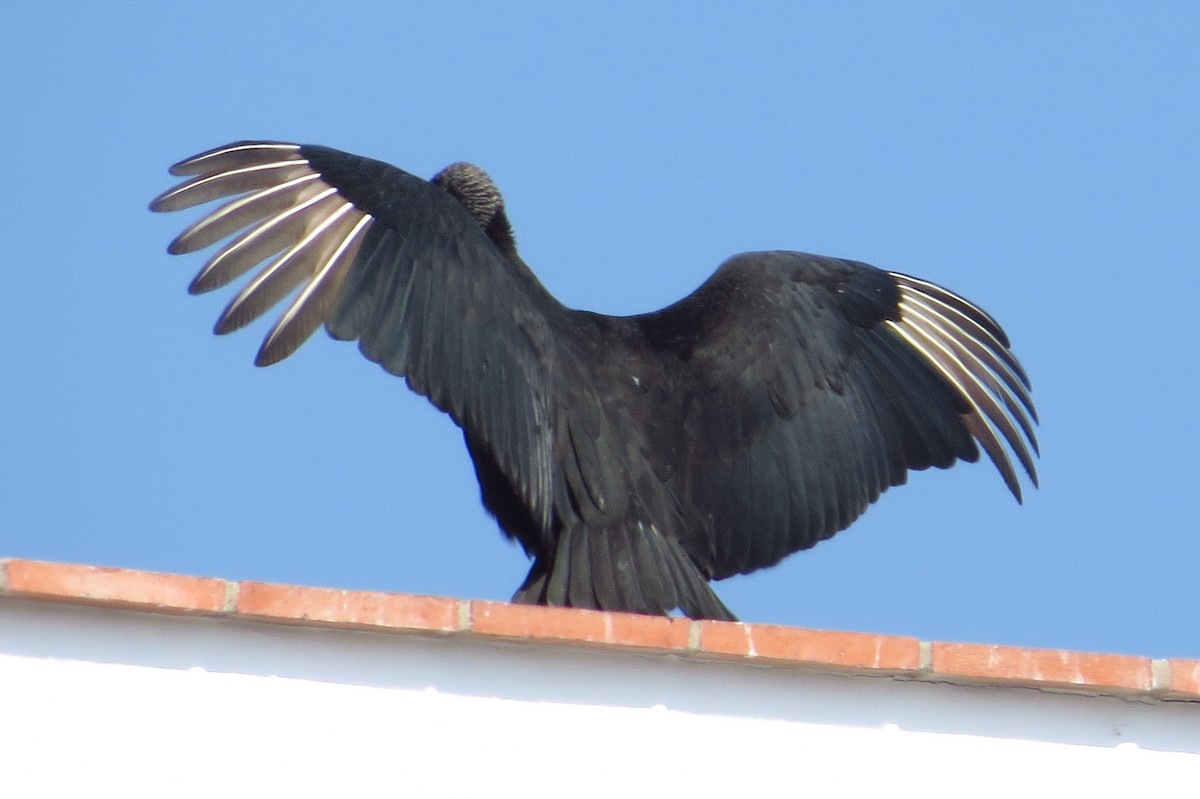 Black Vulture - Gary Prescott