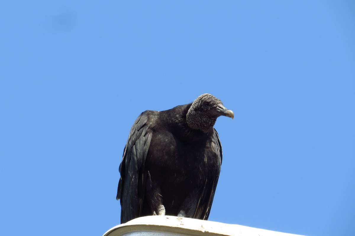 Black Vulture - ML618791572