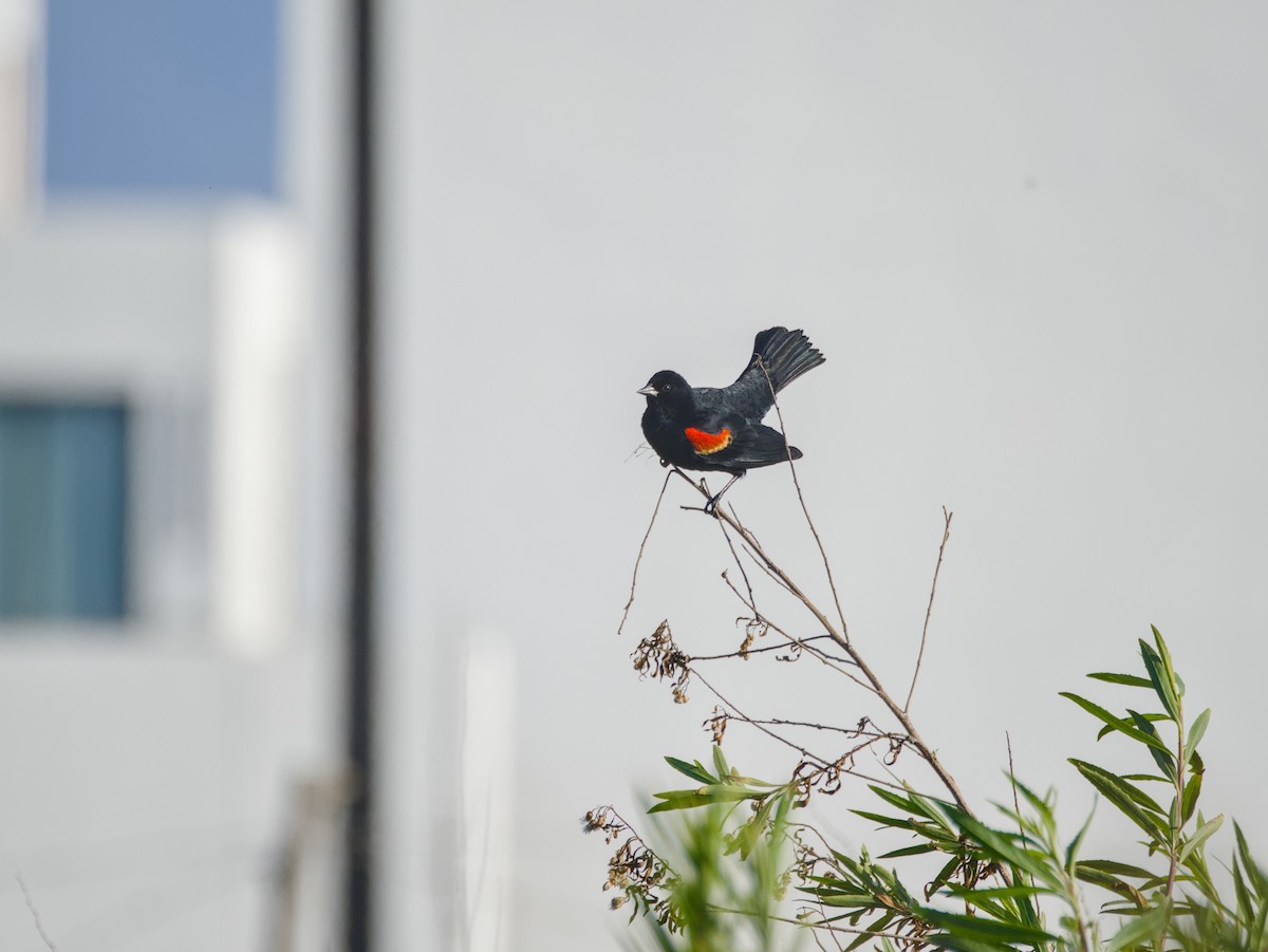 Red-winged Blackbird - ML618791580