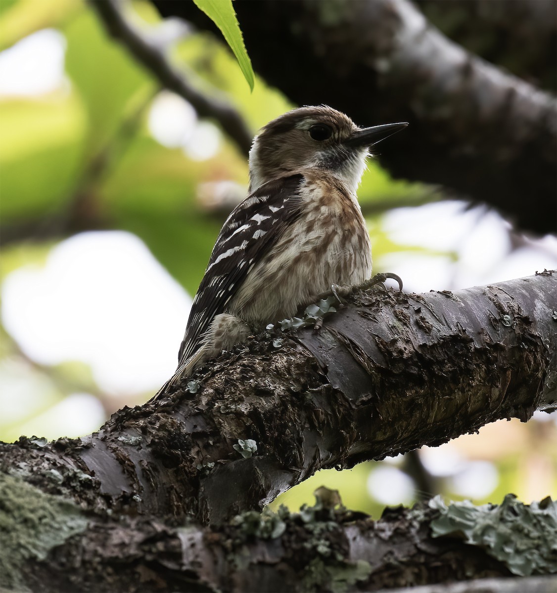 Japanese Pygmy Woodpecker - Gary Rosenberg