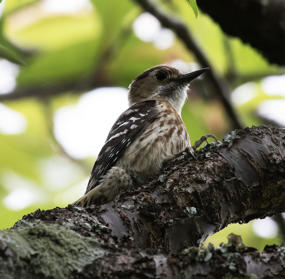 Japanese Pygmy Woodpecker - ML618791591