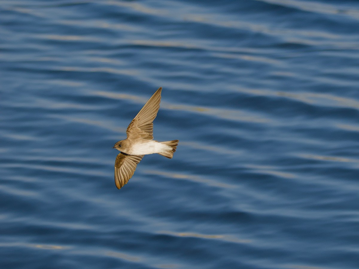 Northern Rough-winged Swallow - Antonio Maldonado