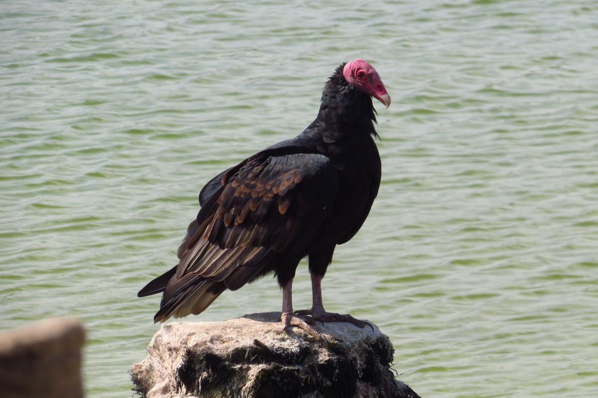 Turkey Vulture - ML618791638