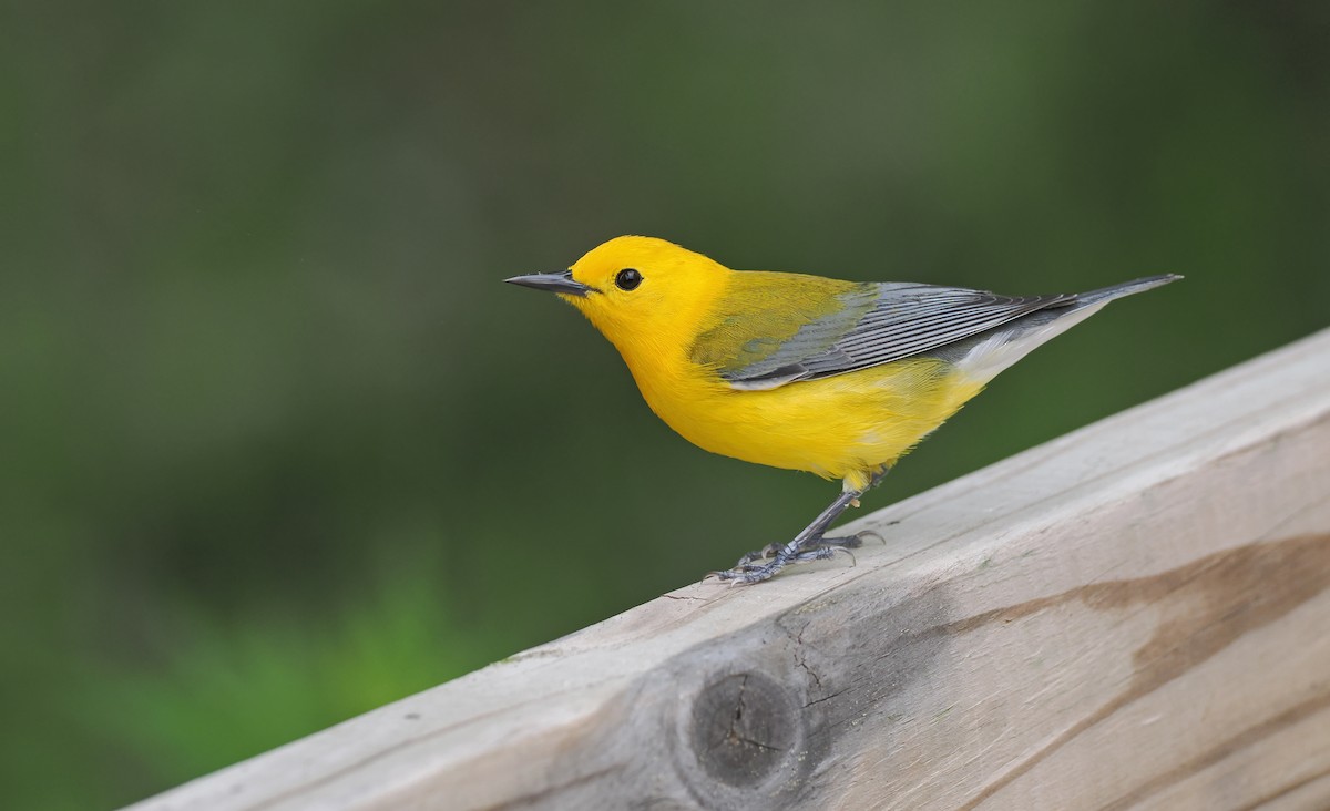 Prothonotary Warbler - Sam Woods
