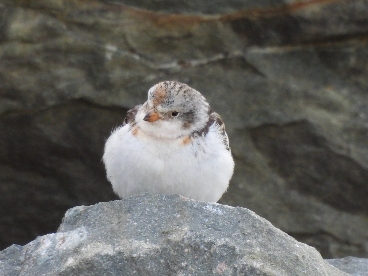 Snow Bunting - Michelle Bélanger